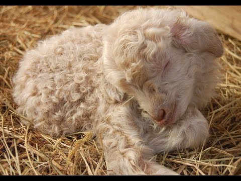 Овечки,коровки(Детская рождественская песенка)