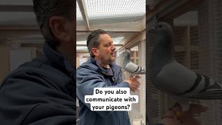 Let us know in the comments! Roekoe! #pigeons #racingpigeons #duiven