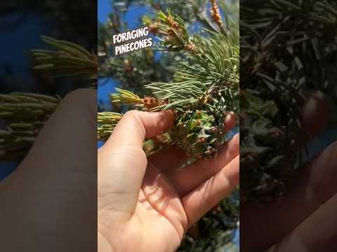 Today on the Homestead:Harvesting  Pinecones for Syrup | Foraging in the Colorado Mountains #shorts