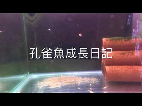 孔雀魚成長日記