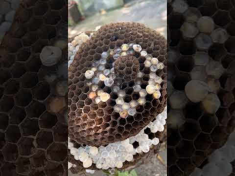 Wasps nest built with the same materials like honey bees.