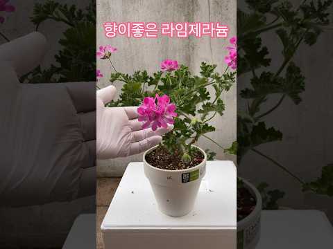 향이 정말 좋은 제라늄 #shorts