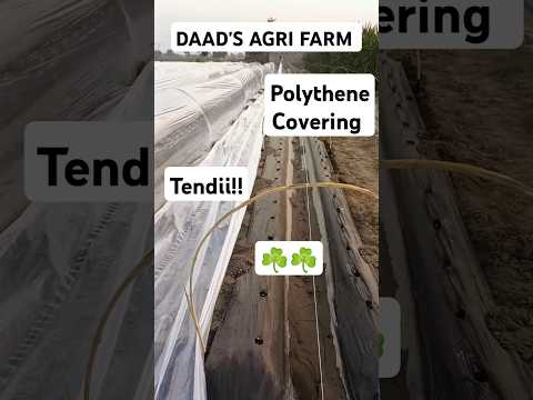 Polythene Covering on low TUNNEL || #farming #villagefields#shortvideo#agriculture#farmer#farmfield