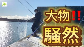 【北海道】【釣り】巨大化した軍団を釣りまくり、奇跡の一発に大興奮。