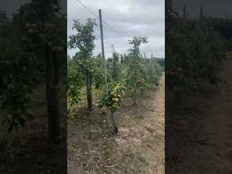 #Lavender, fishing, green apple tree ￼