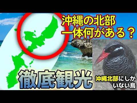 【沖縄旅②】沖縄北部の自然を巡る【パワースポット】