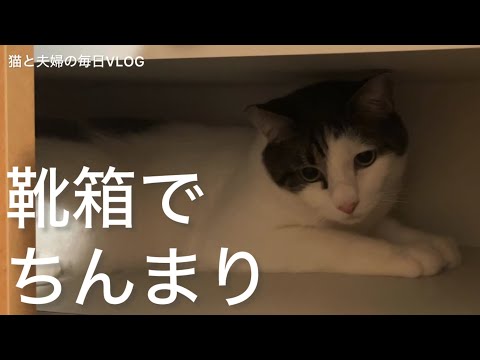 猫と夫婦の毎日VLOG#479 靴箱に潜む先輩猫と迫り来る後輩猫