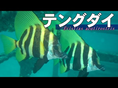 [ Striped boarfish ] Delicious Warning colouration / Evistias acutirostris