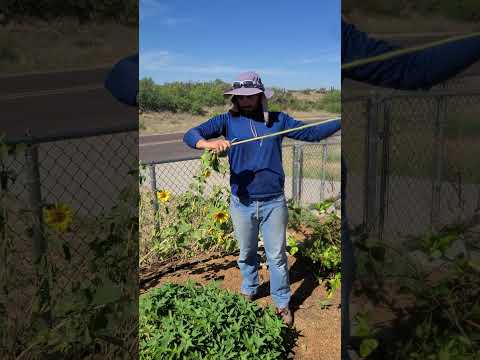 Growing Sunflowers from bird seed!