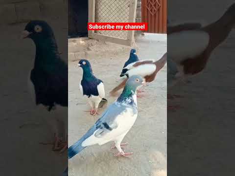 mery Ghar Waly kabootar #beautiful #funny #kabootar #sadstatus #lovestatus #pigeonstatus #love