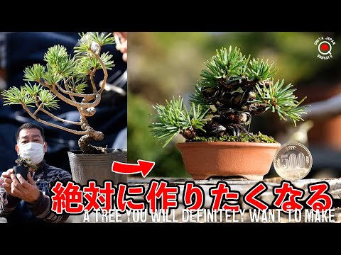 The elongated Goyomatsu becomes a pattern tree for super mini bonsai. [Bonsai Q]