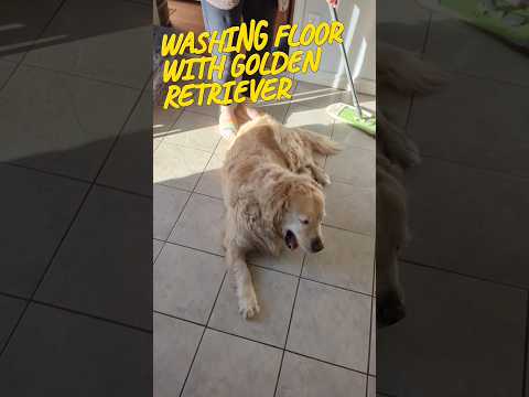 Washing the floor with Golden Retriever on it. #dogs #goldenretriever #shorts