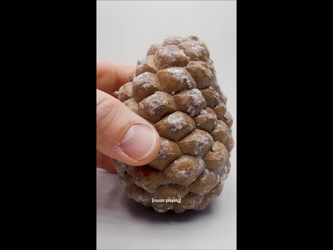 pinecones deserve a nature mvp award @Boxlapse #pinetree #seedgrowth