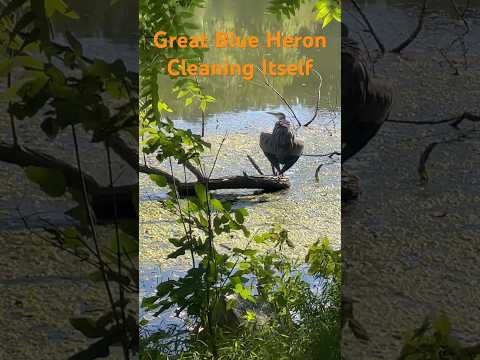 Great blue heron cleaning itself | Horizons_視野 | wildlife | lake | heron