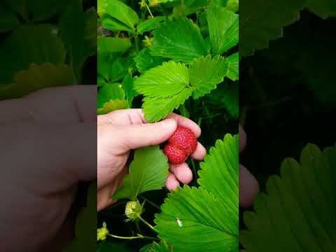 garden #strawberries, me against the slugs