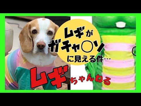 洋服を着せてみたら…【ビーグル犬ムギ】