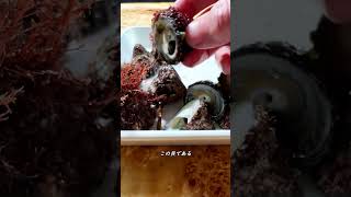 【ミナ】この貝なんて呼んでる？【シッタカ】 #shorts #shellfish