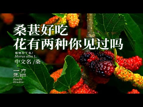 桑葚这两种花都见过吗？