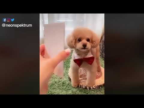 Dogs poses vs legends poses - Amazing Cute Puppies