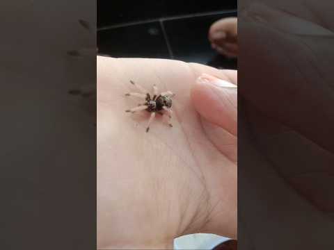 🕷️🕷️🕸️ Tarantula #feed  #spider #trending #trend #shorts #like #pet #love #support @Chowdary4143