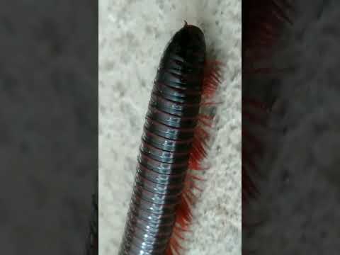 #millipede #naturelovers #naturelife #nature #insects #youtubeshorts