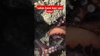 Ang Laki nito grabe...#fishing #ilovebicol #octopus #viral #millionsviews