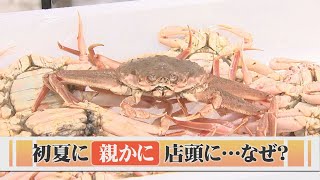 スーパーで季節外れの「親かに」販売？調べてみると…北海道産オオズワイガニのメス