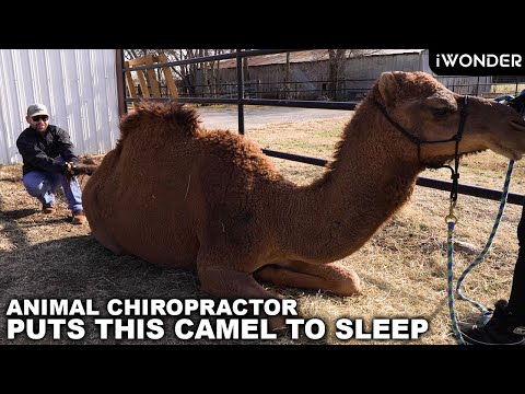 Animal Chiropractor Puts This Camel To Sleep After His Adjustment