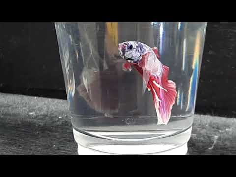 メダカ/Medaka (Japanese Rice Fish) & ベタ/Betta (Fighting Fish)