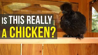 Are Silkies the WORST CHICKEN EVER?  The Great Debate!