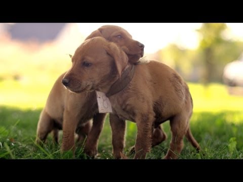 Cute Puppy Race in 4K (ULTRA HD)