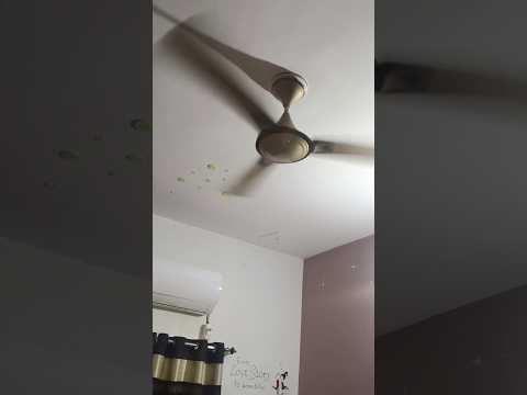 Ceiling fan #shorts #ytshort #trending