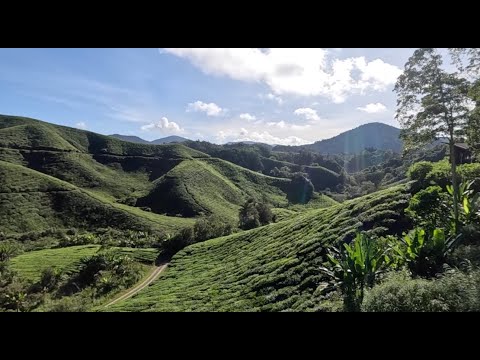 一个人的马来西亚怡保周游记solo trip to Ipoh EP4: 金马仑茶园｜苔藓森林｜Cameron Highlands Tea Plantation | Mossy Forest