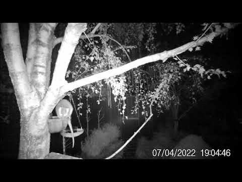 Possums night feeding in Hampton