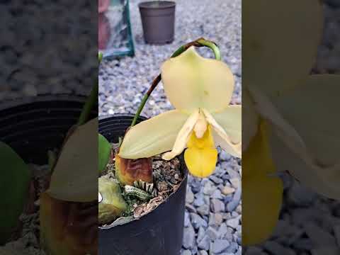 捧心蘭 #觀葉植物  Lycaste #orchid #蘭花