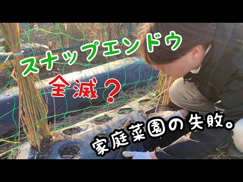 【スナップエンドウ栽培】霜対策失敗か？/家庭菜園