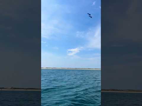 These angels scaring the fish! #blueangels #f16 #f16fighterjet #fishing #everglades #fighterjet