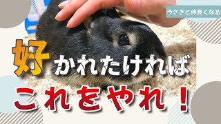 好かれたければこれをやれ！うさぎに好かれる５つの方法｜うさぎは人間になつく動物です。