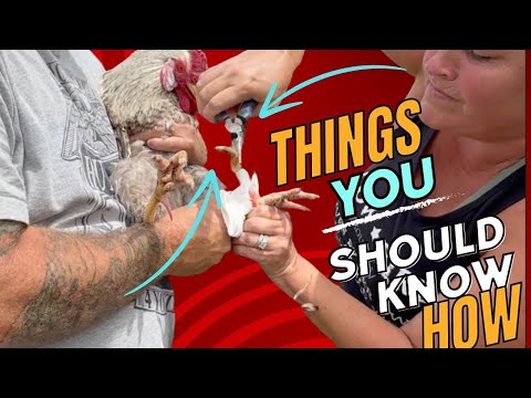 Remove These Things!! Rooster Spur Removal How To!  NPIP Testing for Making Money on the Farm!