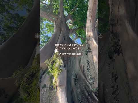 バリ島🌳樹齢700年の木 #shorts #海外旅行 #インドネシア