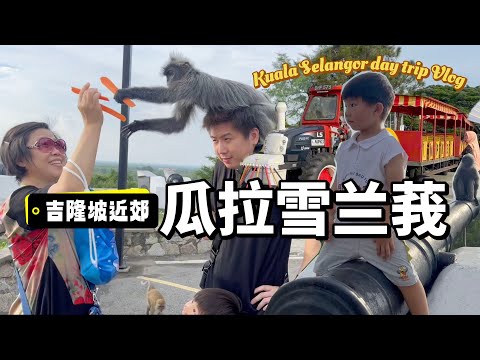 定居马来西亚的外婆回上海前特地指名要去的小镇【瓜拉雪兰莪Kuala Selangor】皇家山喂温顺的银叶猴｜看萤火虫 蓝眼泪｜family day trip vlog