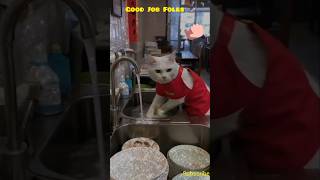 Cats Serving Food #catsfood #catslovers #cats #shorts #viralshorts