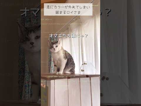 データ処理が追いつかない #ねこ動画 #cat #保護猫 #ねこと暮らす #おもしろい動物 #ことねこくらし