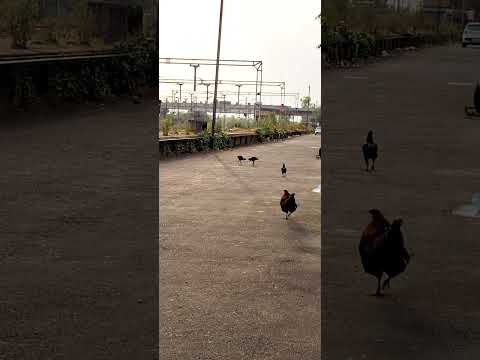 😛😬😜गंभीर चर्चा🐔 Funny Murgis #funnyshorts #funnybirds