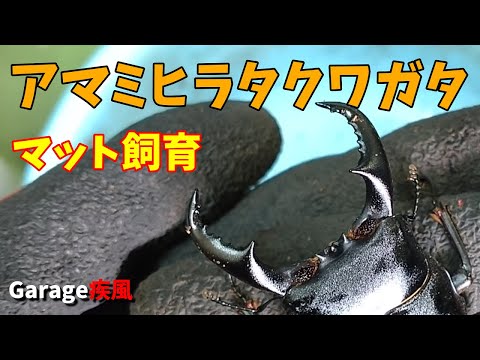 アマミヒラタクワガタ羽化　マットで飼育してみた　#クワガタ