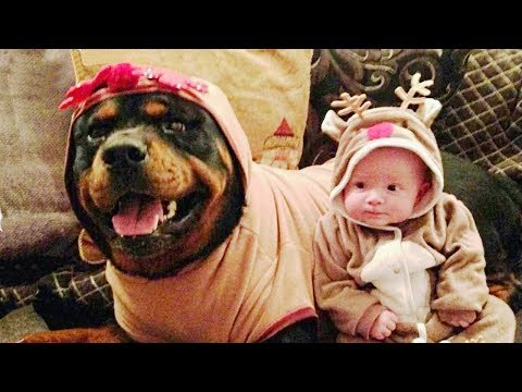 Rottweiler Protecting Babies and Kids Compilation