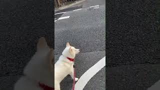 紀州犬　遠吠え