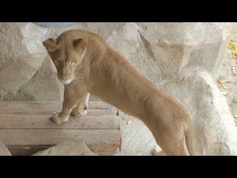 【ライオン】【愛媛県立とべ動物園】餌が欲しそうな仕草をするクレイ！