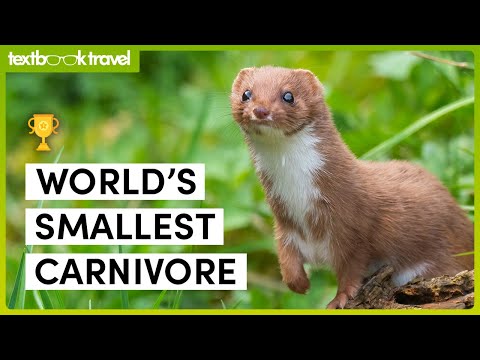 Musteloidea: A Super Family of Adorable Carnivores