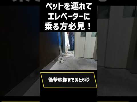 【衝撃映像】ペットを連れてエレベーターに乗る方は気をつけて！